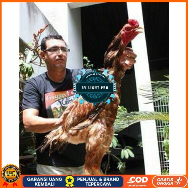 

TELUR AYAM GODZILLA STRONG HEIDHT UNTUK DI TETASKAN CV LIGHT PRO