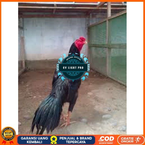 

TELUR TETAS AYAM PAKHOY TANGGUH UNTUK DI TETASKAN CV LIGHT PRO