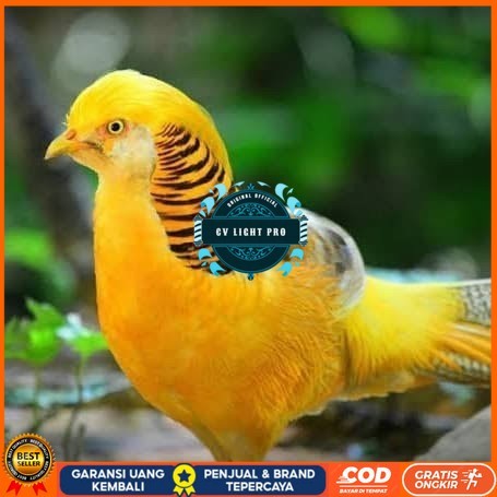 

Telur ayam hias ringneck yellow pheasant fertil untuk ditetaskan CV LIGHT PRO
