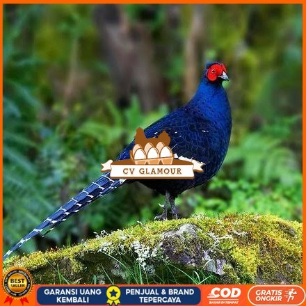 

Telur ayam hias ringneck mikado pheasant fertil untuk ditetaskan Langsung CV GLAMOUR