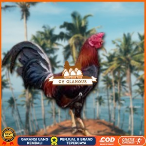 

telur ayam philipin asli AK47 bisa untuk di tetaskan jumbo CV GLAMOUR