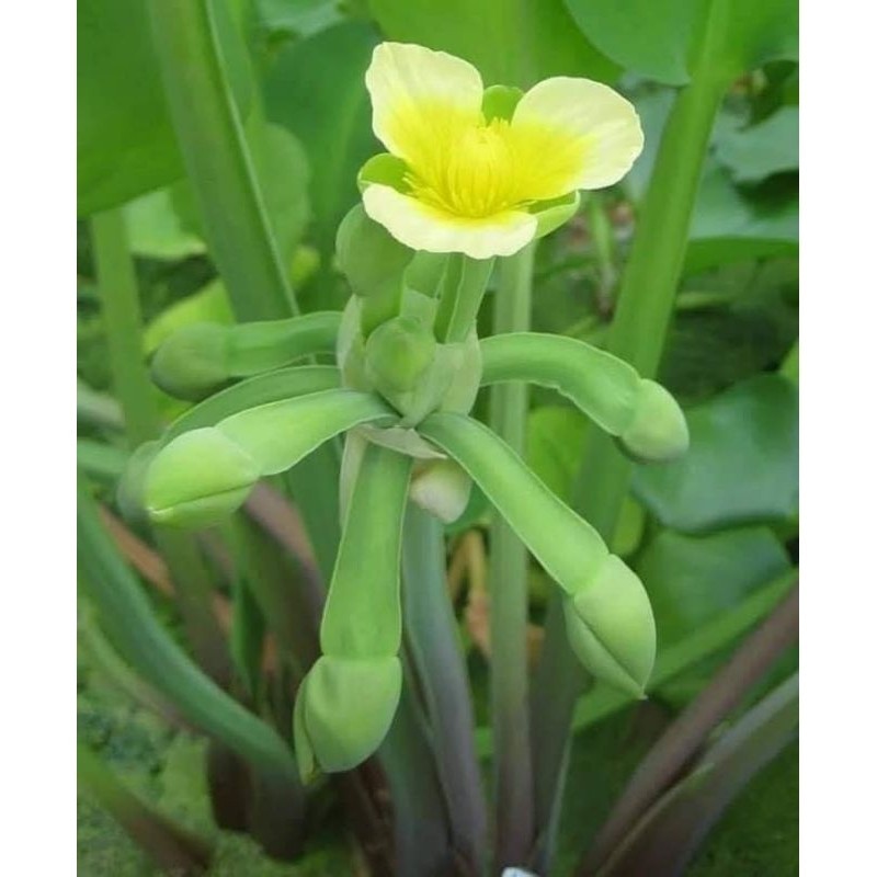 

bunga genjer 300 gr utuk olahan ready