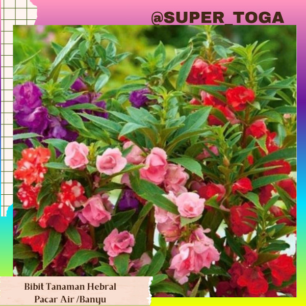 promo bibit bunga pacar banyu bibit bunga pacar air bibit pacar air bibit pacar banyu daun pacar air