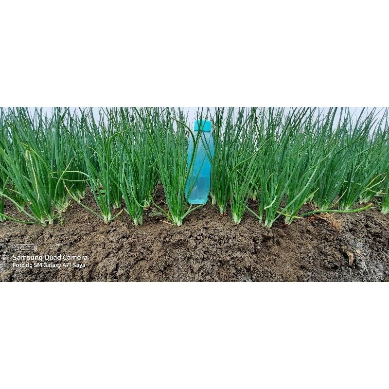 JAMIN MURAH BIBIT BAWANG MERAH BIMA BREBES A1 SIAP TANAM DAN TUMBUH BERSERTIFIKAT DINAS PERTANIAN JA