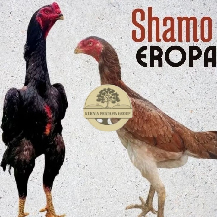 

telur ayam shamo eropa Ori petarung bisa untuk di tetaskan KURNIA PRATAMA GROUP