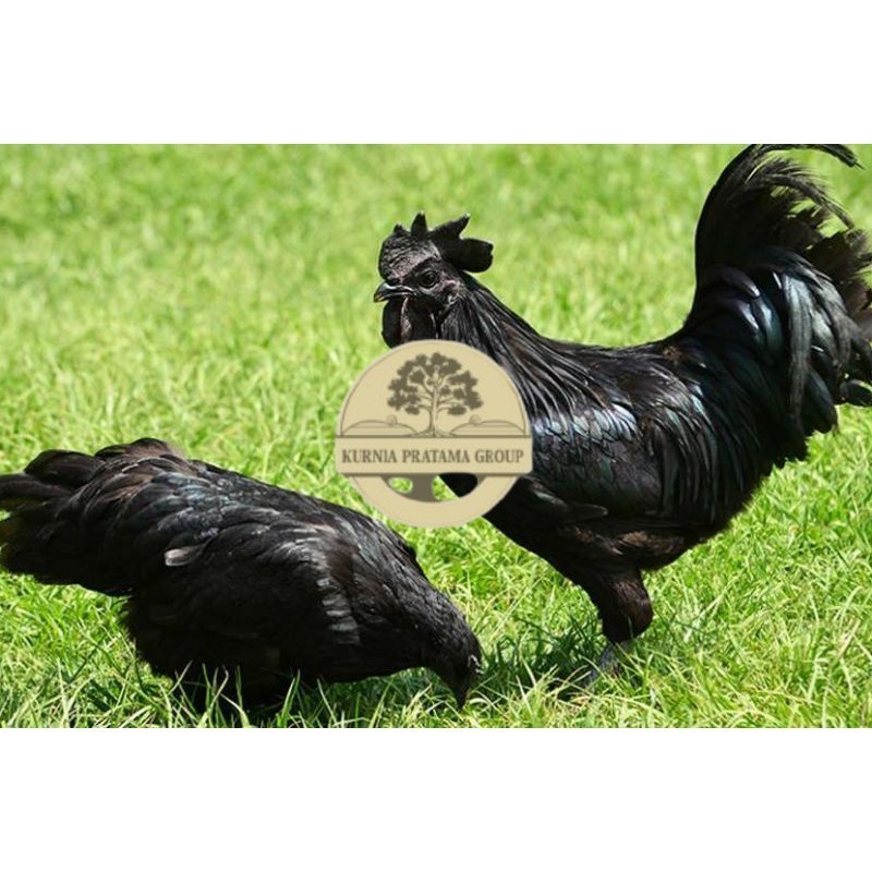 

TELUR AYAM HIAS CEMANI untuk di tetaskan KURNIA PRATAMA GROUP