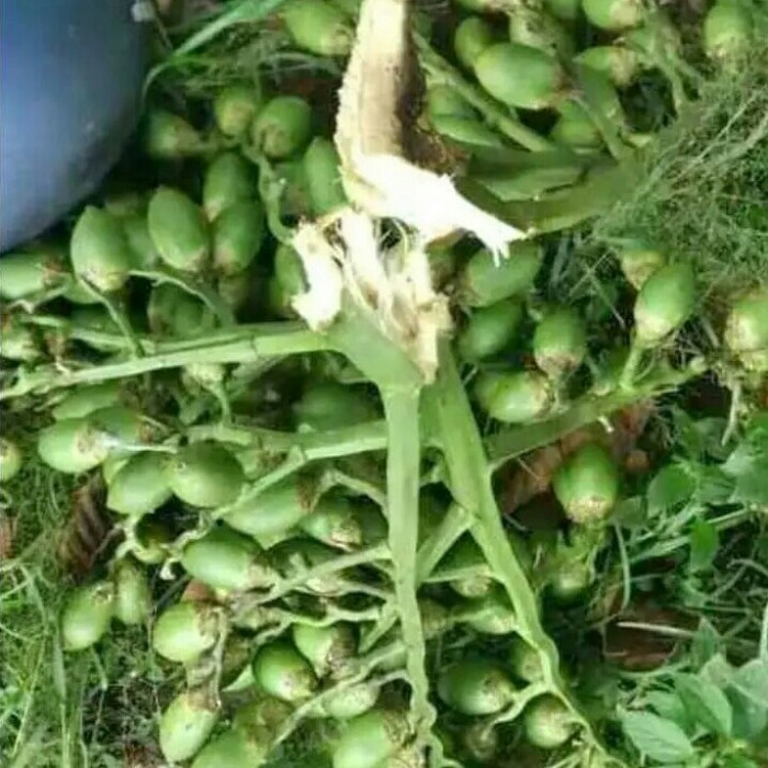 

Ready stok buah pinang ceming Ready stok Buah pinang muda segar satu butir