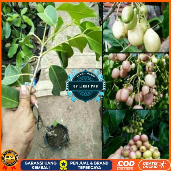 BIBIT JUWET PUTIH TANPA BIJI OKULASI/ BIBIT TANAMAN JUWET PUTIH UNGGUL Bibit Tanaman Super Unggul CV