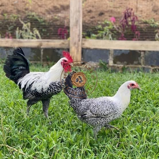 

Telur ayam arab fertil asli siap ditetaskan KURNIA PRATAMA ID