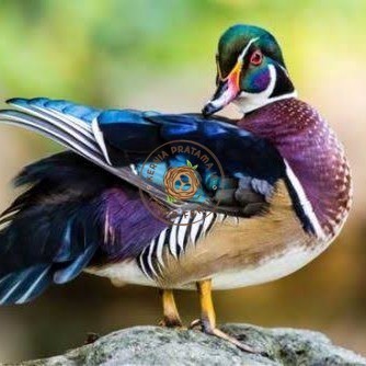 

Telur bebek hias caroline duck fertil bisa ditetaskan Langsung KURNIA PRATAMA ID