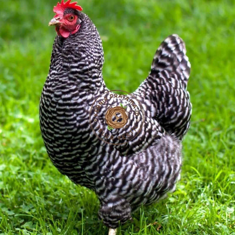 

TELUR AYAM HIAS PETELUR BARRED ROCK UNTUK DI TETASKAN KURNIA PRATAMA ID