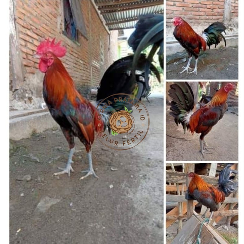 

Telur Ayam Fhilipin Hanya Untuk Ditetaskan KURNIA PRATAMA ID