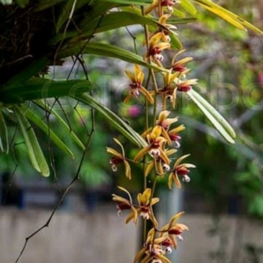 

Ready stok New Cimbidium Finlaysonianum ukuran dewasa panjang50cm,perumpun