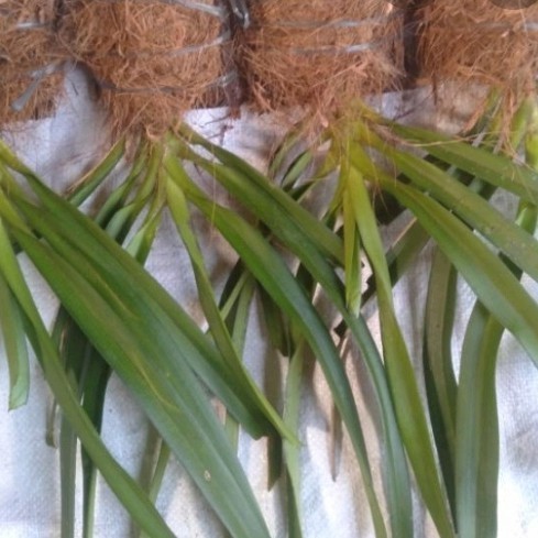 

Ready stok New paket 4 plant retusa tinggal cantol/ricontilis retusa praktis,