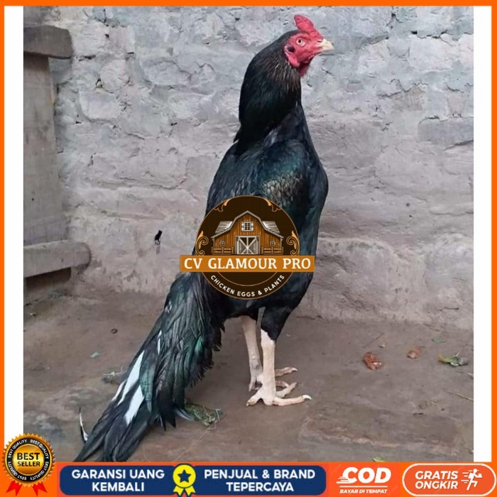 

Telur ayam hias bangkok ekor lidi petarung fertil siap ditetaskan - bngkok ekorlidi CV GLAMOUR PRO