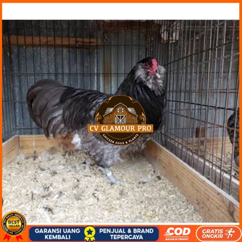 

TELUR AYAM HIAS AMERAUCANA UNTUK DI TETASKAN CV GLAMOUR PRO