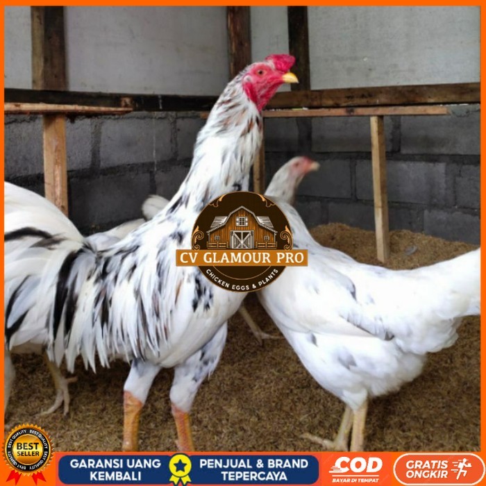 

Telur ayam fertil sensi petelur handal siap ditetaskan - ayam sensi CV GLAMOUR PRO