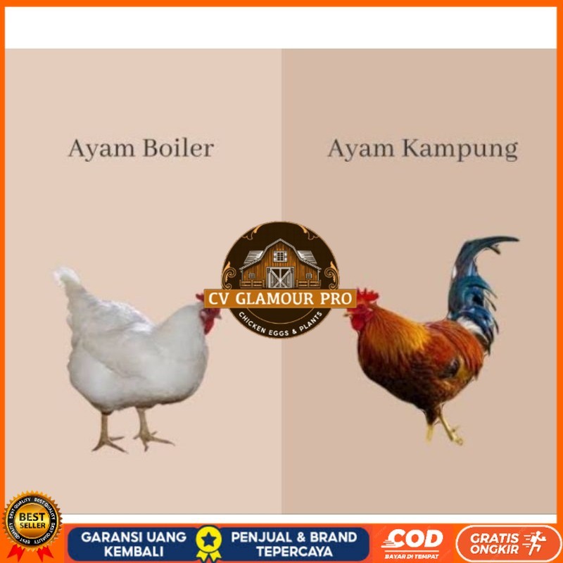 

TELUR TETAS AYAM JABRO SUPER UNTUK DI TETASKAN CV GLAMOUR PRO