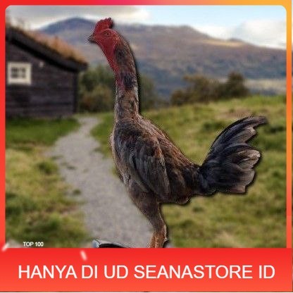 

telur ayam shamo eropa ori petarung juara UD SEANASTORE ID