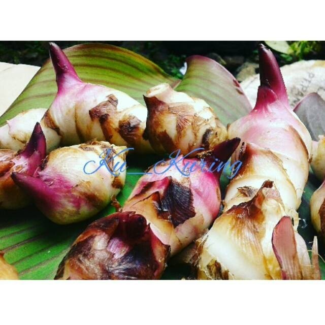 

Promo Umbi Ganyong Segar Jenis Merah dan Putih asli 100% 500 gram