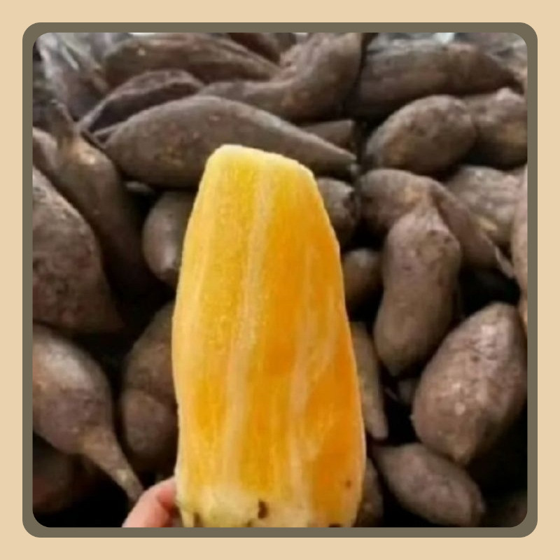 

UBI YAKON WONOSOBO