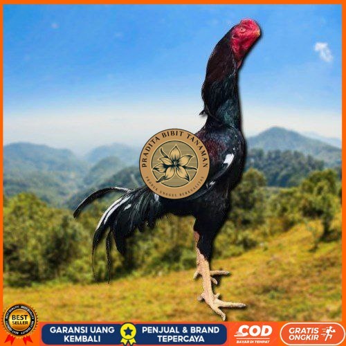 

telur tetas ayam shamo ukuran besar PRADITA BIBIT TANAMAN