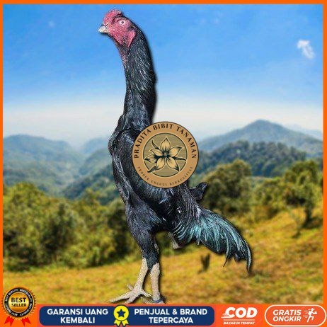 

telur ayam shamo jepang ori petarung juara bisa di tetaskan PRADITA BIBIT TANAMAN