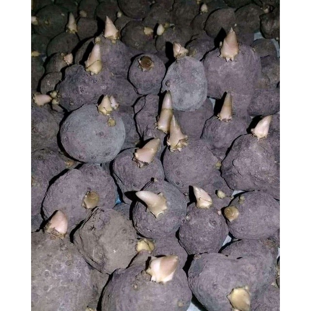 Bibit porang katak mini murah bijian sudah bertunas terlaris dan viral