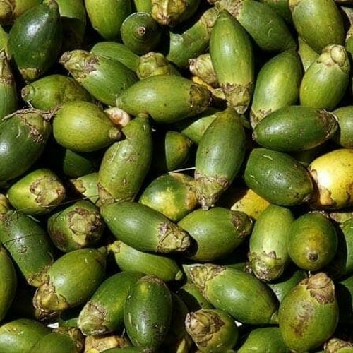 

Baru Buah Pinang Atau Jambe Tua segar 500gram Ml plant