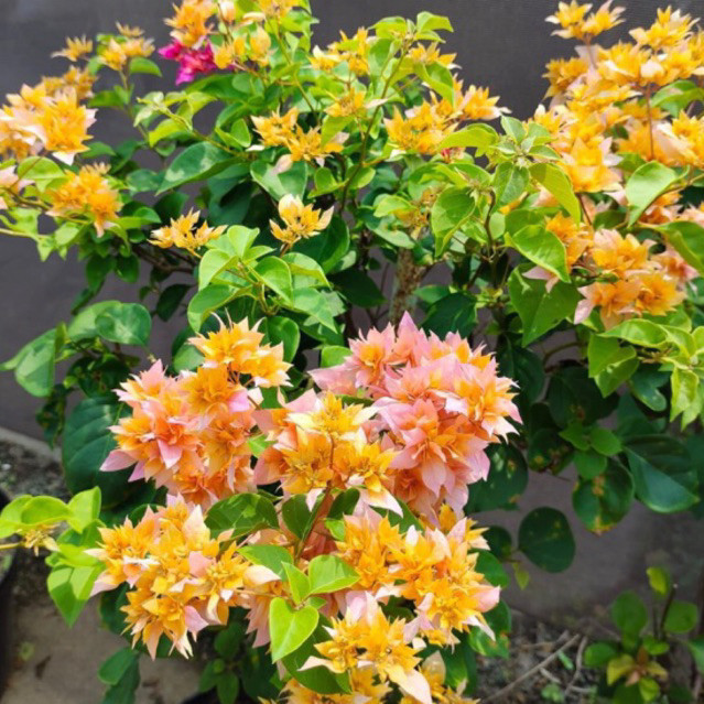 BIBIT BOUGENVILLE HAWAI ORANGE bugenville import