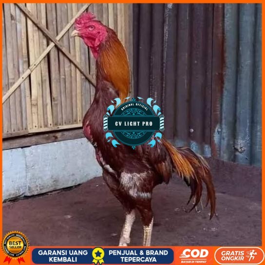 

Telur ayam bangkok shamo brazil / ayam petarung aduan untuk ditetaskan CV LIGHT PRO