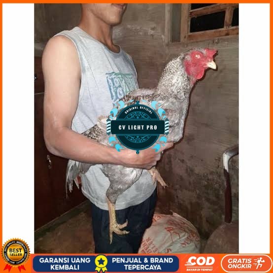 

Telur ayam gorila / gorilla jumbo siap ditetaskan CV LIGHT PRO