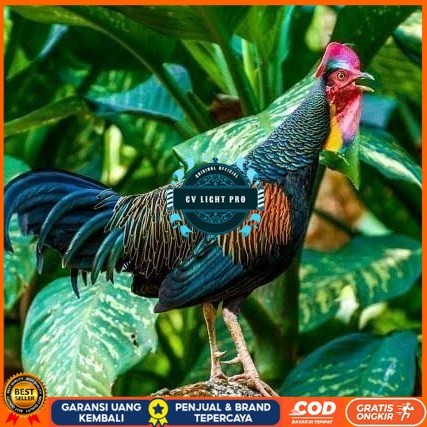

Telur ayam hutan x jawa bekisar siap ditetaskan CV LIGHT PRO