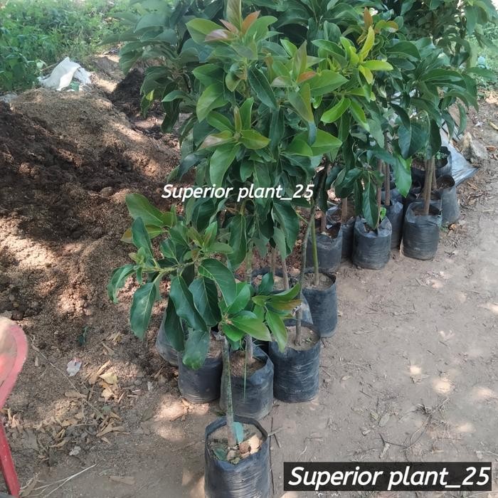 BIBIT ALPUKAT 1 METER AN TANAMAN ALPUKAT(dikirim full media) - Kelud