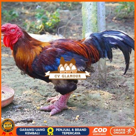 

Telur ayam dong tao / telur ayam hias / telur fertil siap cod CV GLAMOUR