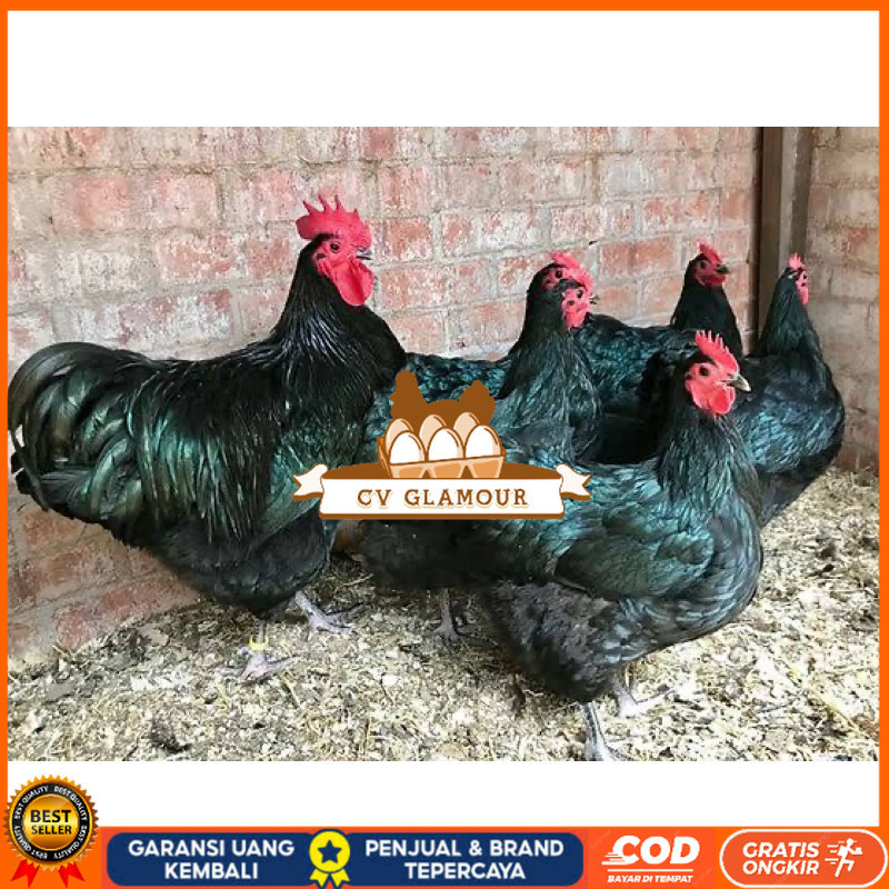 

TELUR FERTIL AYAM BLACK AUSTRALORP INDUKAN JUMBO UNTUK DI TETASKAN CV GLAMOUR
