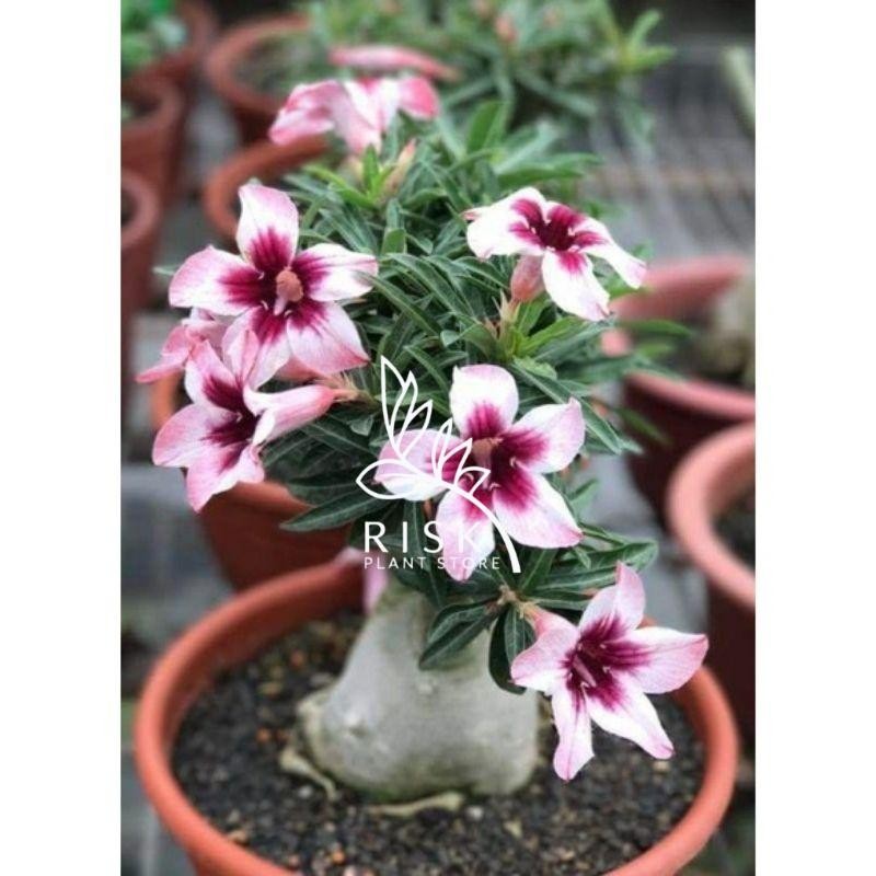 NEWBAHAN BONSAI-ADENIUM KAMBOJA JEPANG BUNGA TUMPUK//BUNGA PUTIH TUMPUK