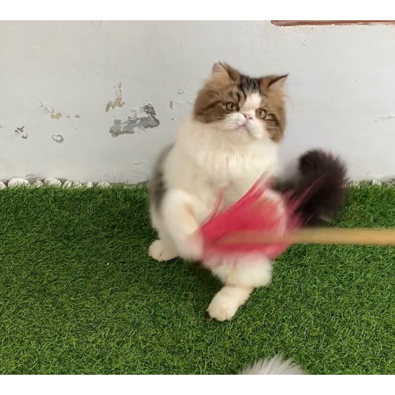 kucing peaknose jantan 6 bulan