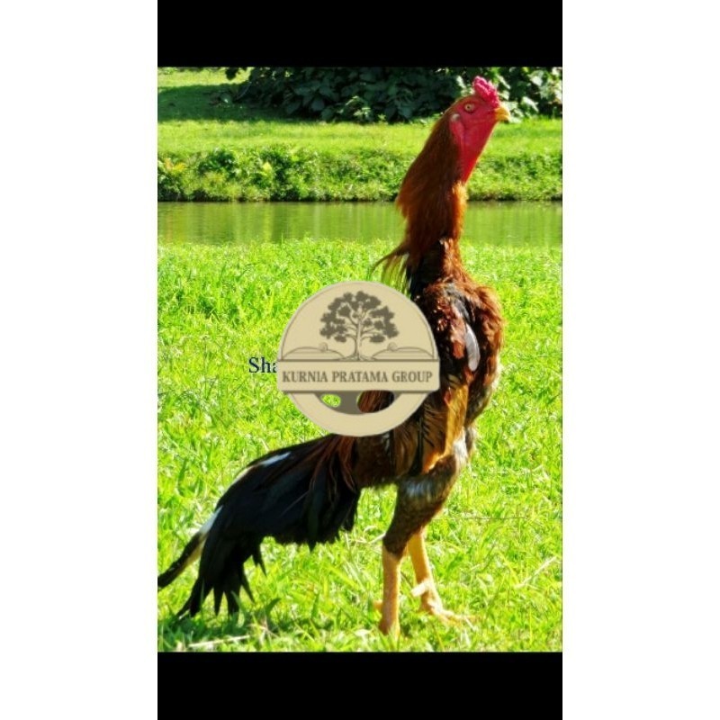 

TELUR AYAM SHAMO UNTUK DI TETASKAN KURNIA PRATAMA GROUP