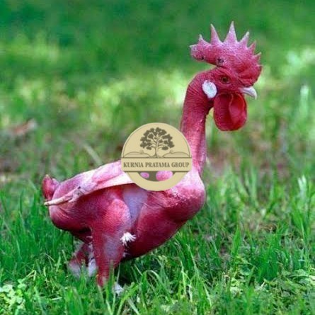 

Telur ayam tanpa bulu / ayam gundul siap ditetaskan - ayam tanpa bulu KURNIA PRATAMA GROUP