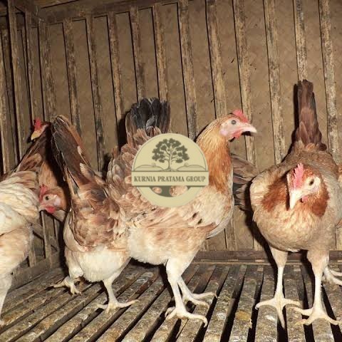 

Telur ayam elba petelur handal siap ditetaskan - telur-ayam-elba KURNIA PRATAMA GROUP
