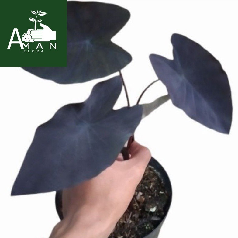 ` ( BISA COD ) PROMO Caladium Alocasia Black Magic Sente Hitam / Tanaman Hias Keladi Alokasia Hitam 