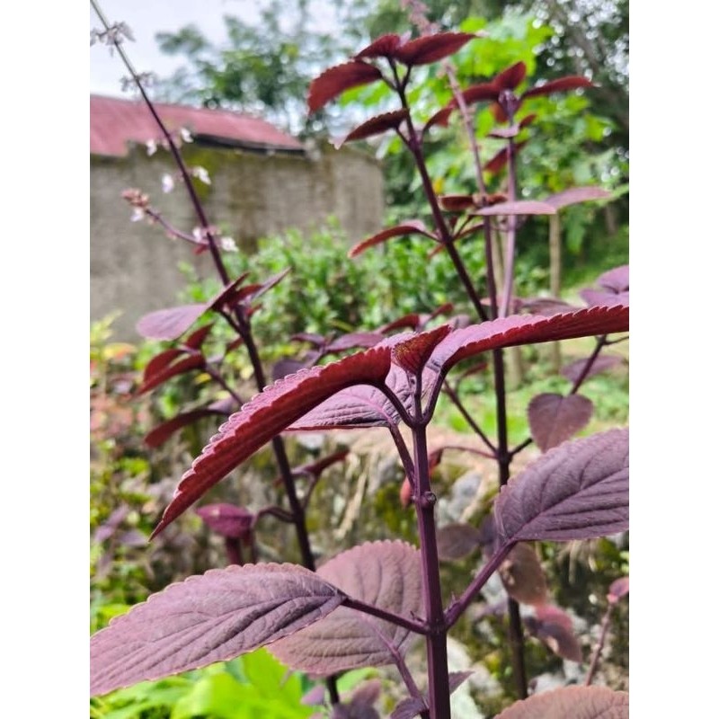 

daun jawer kotok buat herbal 100gram S. H