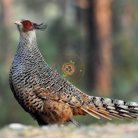 

Telur ayan hias ringneck cheer pheasant fertil untuk ditetaskan KURNIA PRATAMA ID