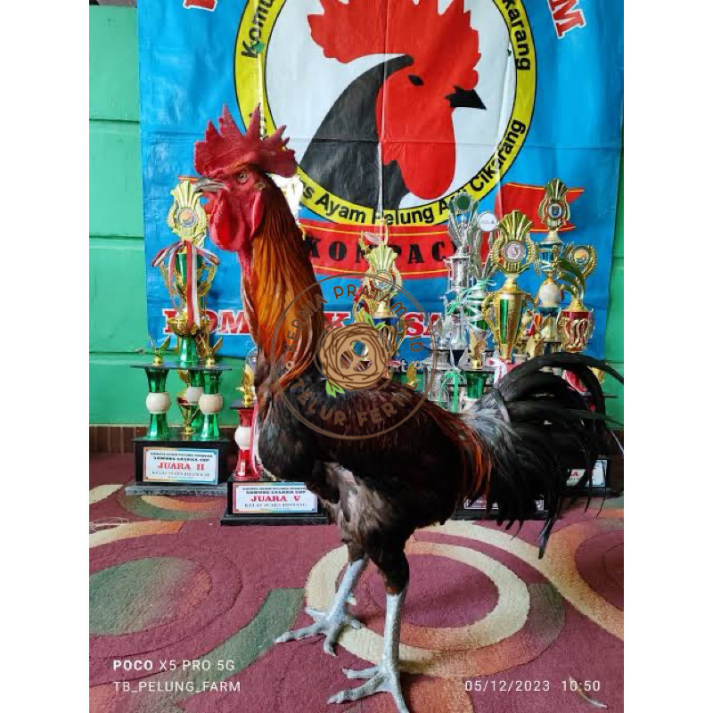 

TELUR FERTIL AYAM PELUNG TRAH JUARA UNTUK DI TETASKAN KURNIA PRATAMA ID