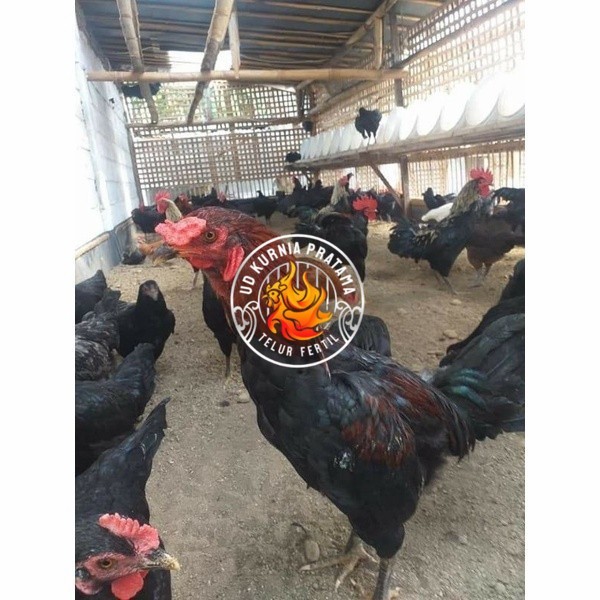 

Telur ayam KUB petelur handal fertil siap ditetaskan - telur ayam kub UD KURNIA PRATAMA