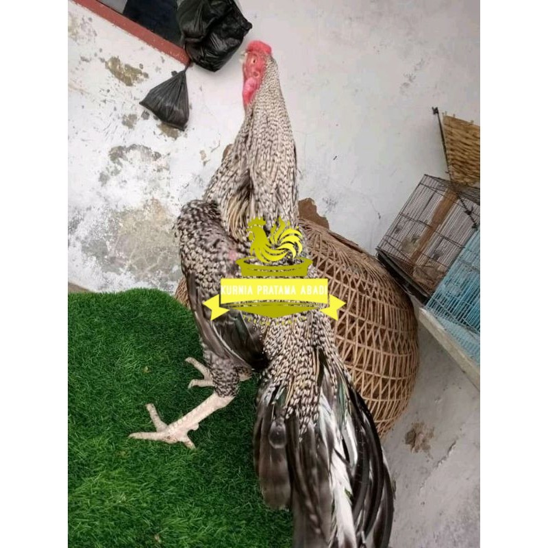 

TELUR ASEL PUKUL LARI INDUK JUARA.. PROMO KURNIA PRATAMA ABADI