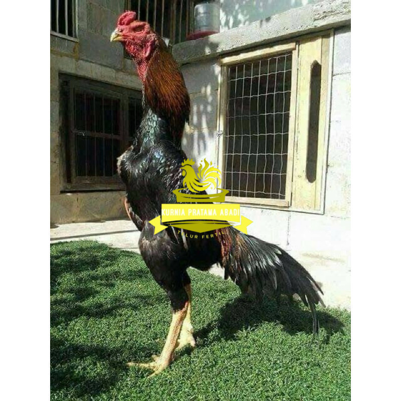 

TELUR FERTIL AYAM SHAMO JEPANG UNTUK DI TETASKAN KURNIA PRATAMA ABADI