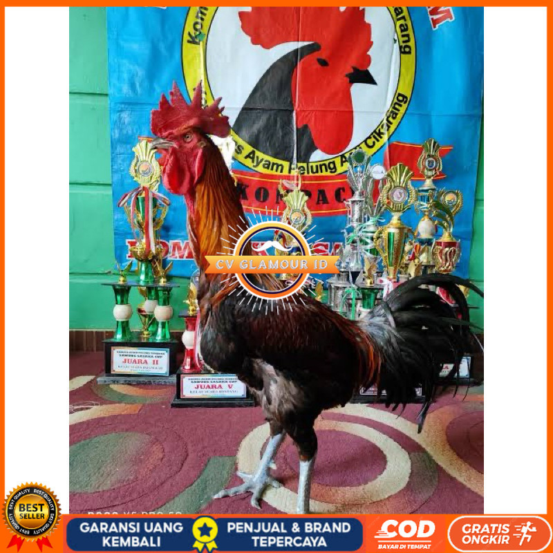 

TELUR FERTIL AYAM PELUNG TRAH JUARA UNTUK DI TETASKAN CV GLAMOUR ID