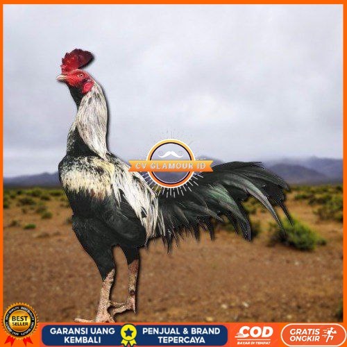 

telur ayam pama ninja original untuk di tetaskan berkualitas unggul CV GLAMOUR ID